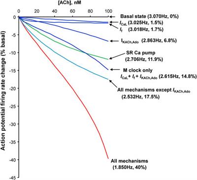 Adenosine reduces sinoatrial node cell action potential firing rate by uncoupling its membrane and calcium clocks